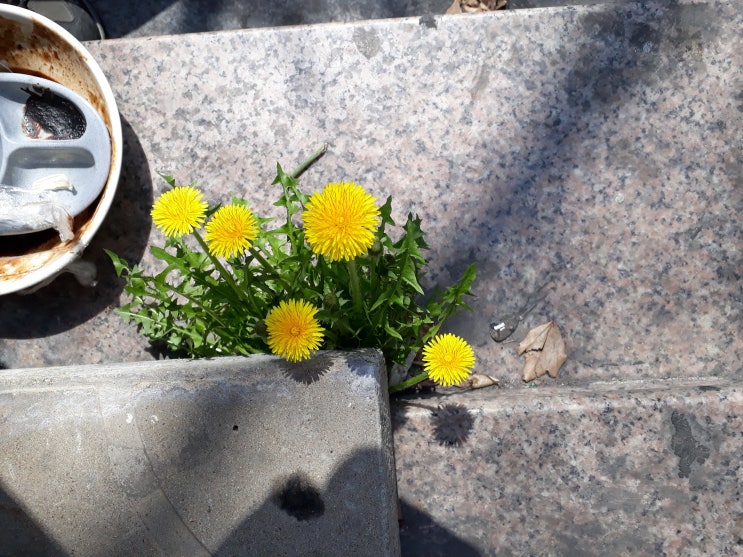  민들레