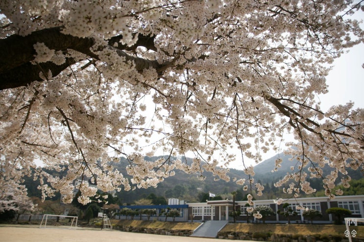  거제 학동 벚꽃소식 - 거제송송
