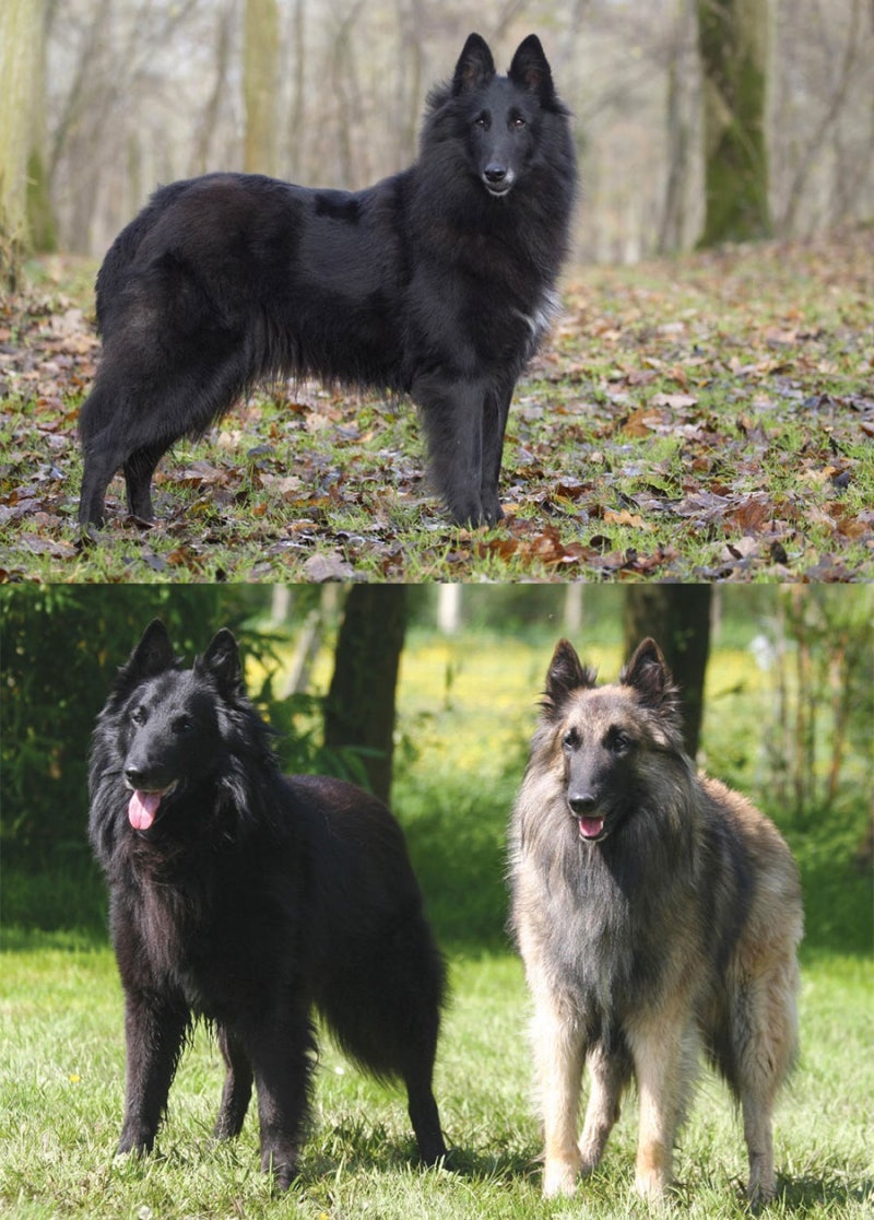 벨지안 셰퍼드 독 벨기에 국견의 역사와 기질 : 네이버 블로그, image size:800x1116