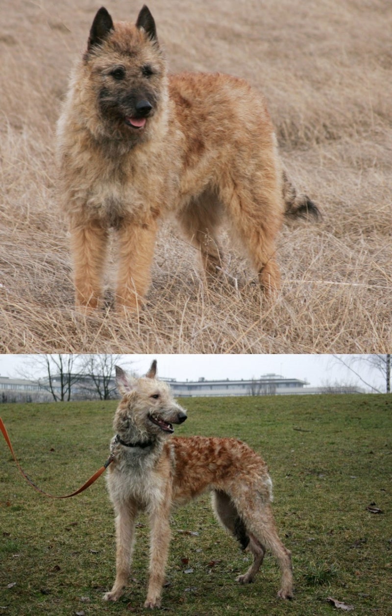 벨지안 셰퍼드 독 벨기에 국견의 역사와 기질 : 네이버 블로그, image size:800x1256