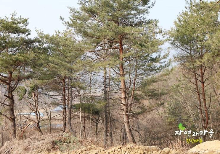  홍천전원주택매매 관심이 있다면