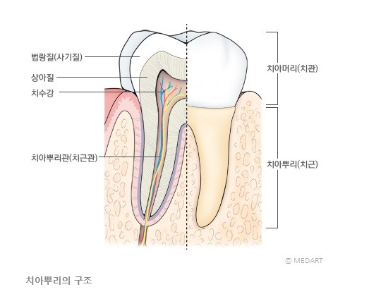 [알기쉬운 치과치료]치과가기전에 충치의 단계별 치료법을 알아봅시다