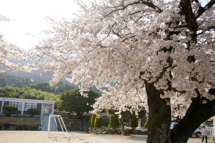  거제 학동 학생야영수련원 벚꽃 - 거제송송