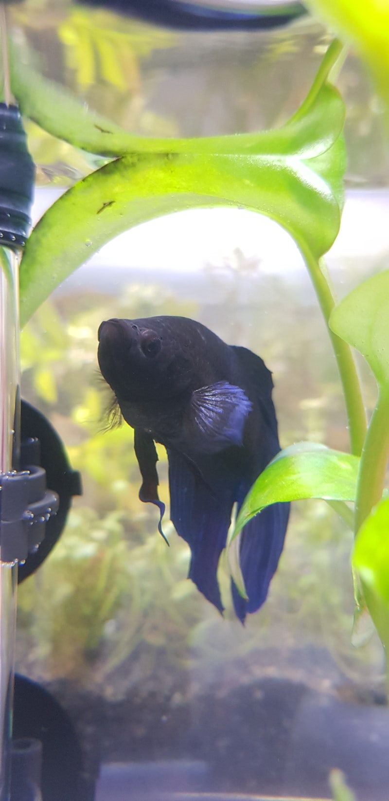 베타 물고기 키우기] 베타 어항 변화과정 : 네이버 블로그, image size:800x1646