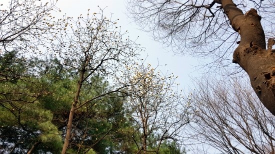 봄이 오는 길목.산책로.../명동 롯데백화점 본점내 롯데호텔 한창 lotte hanchang