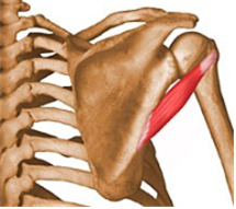  05. Teres Major (대원근, 큰원근)