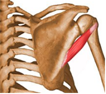 05. Teres Major (대원근, 큰원근)