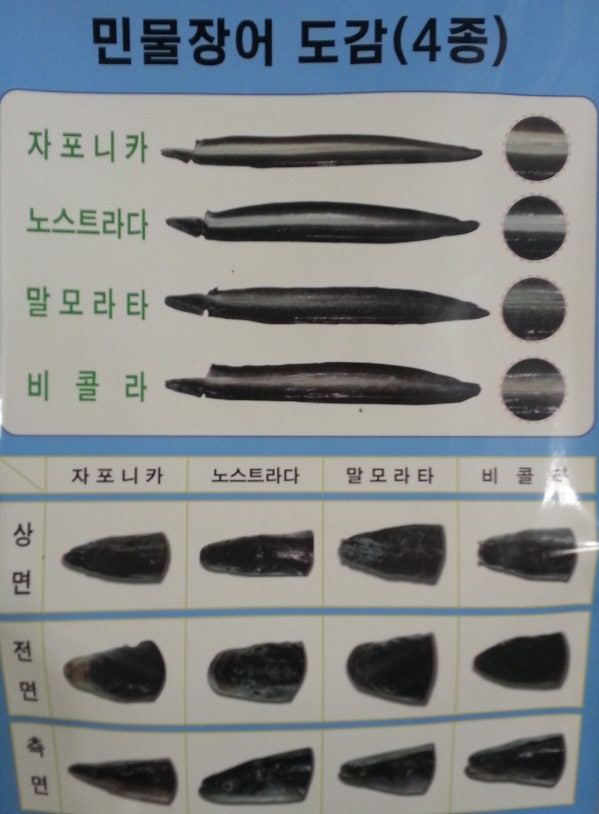 미산장어 이미지