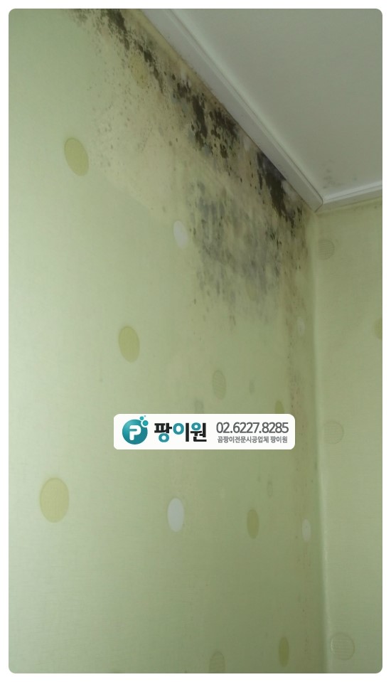  탑층 벽곰팡이제거? 왜 상단에만?