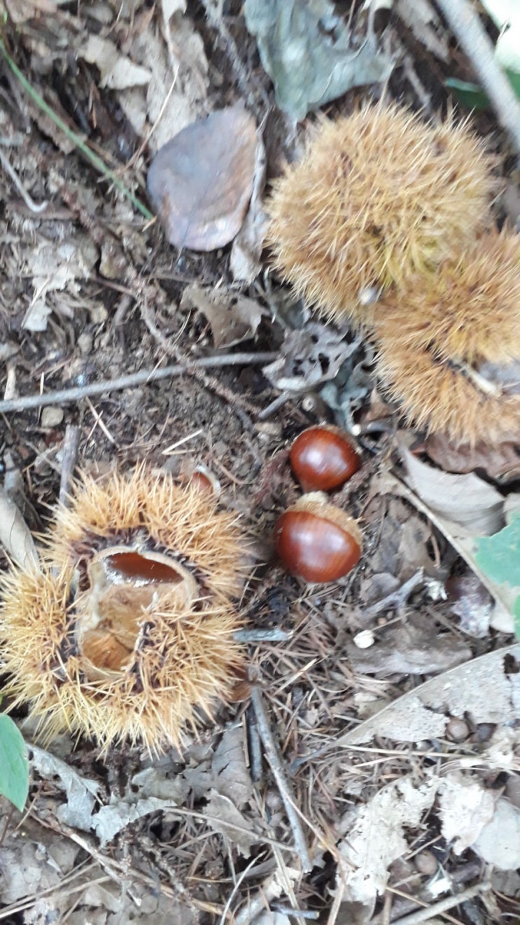  밤 줍기