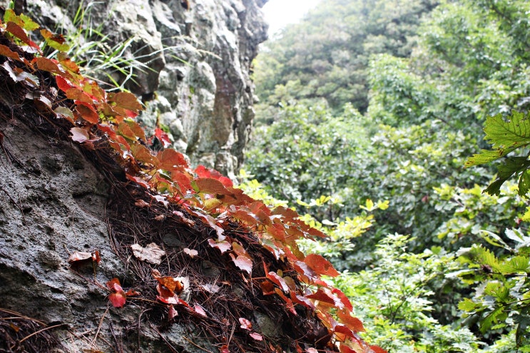  [단석산(827m)] 경주시에서 가장 높은 산_가을을 맛보다