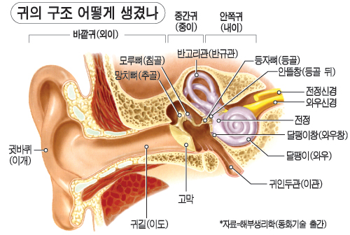  귀에 관한 이야기