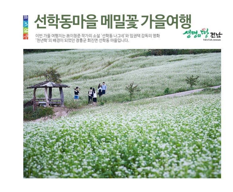  선학동마을 메밀꽃, 장흥 가을여행
