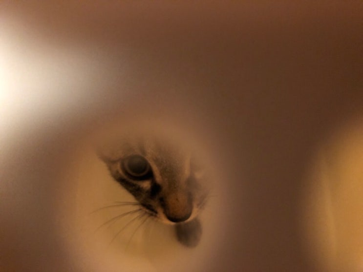 [캣이어] 고양이 후드형 화장실 사용 후기