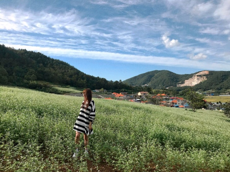  장흥 선학동마을/메밀밭