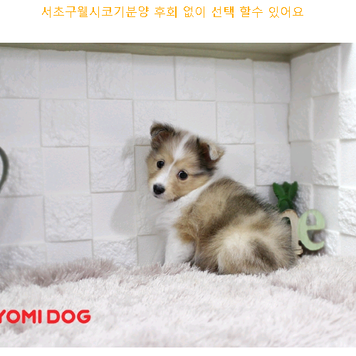 서초구웰시코기분양 후회 없견이 선택 할수 있어요