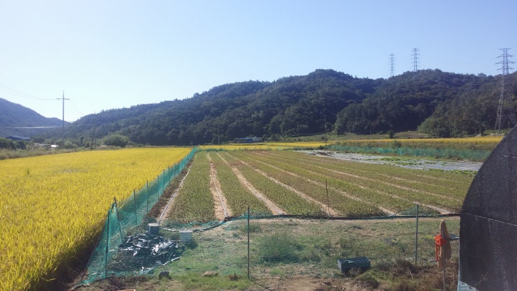  철쭉재배 제주조경 제주조경수 조경수 철쭉농장 석암 연상홍