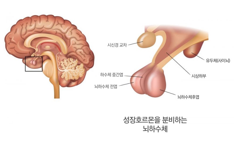 성인 성장 호르몬이 높아집니다. 4