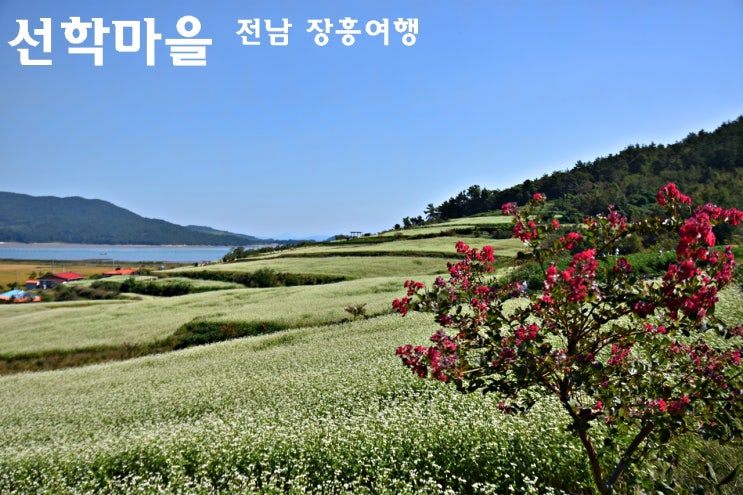 전남 장흥 가볼만한곳 온세상이 하얗게 메밀꽃 천지 선학동 유채마을