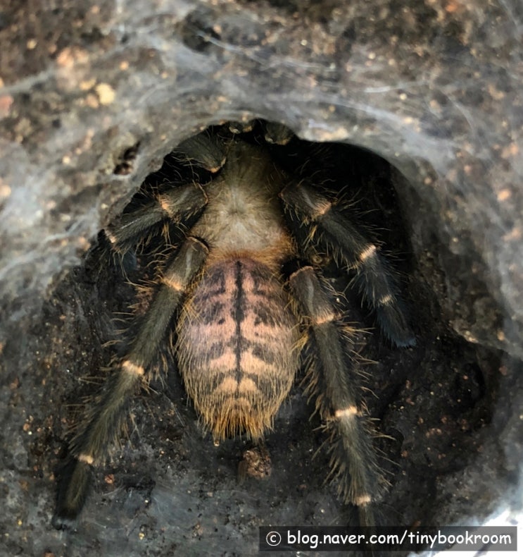 싱가폴 바이올렛 암컷 탈피 Haplopelma sp. "Singapore Violet"