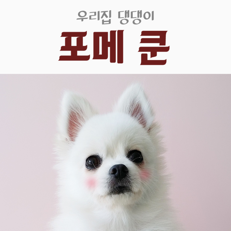  우리집 댕댕이! 화이트 포메라니안 쿤