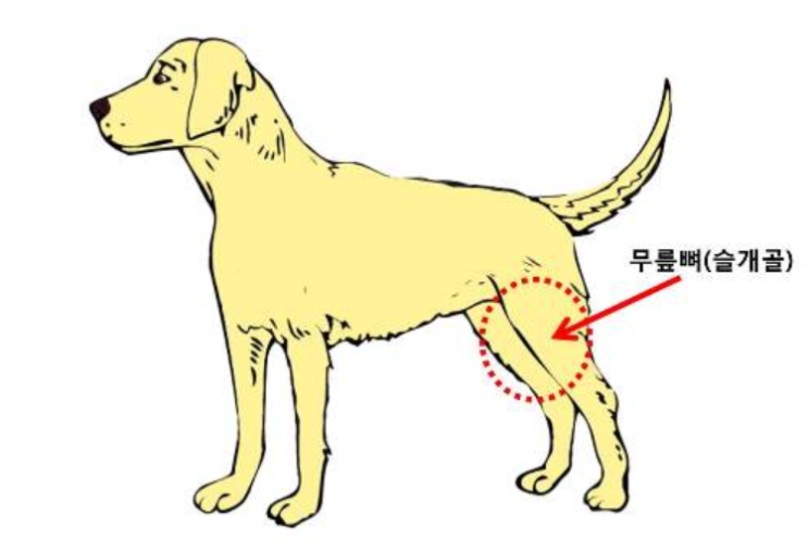  슬개골 탈구 치료