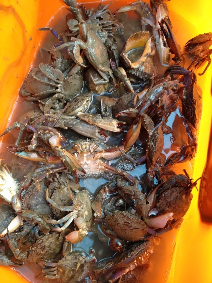  10/1 - 10/2 고대도 농루 원투~