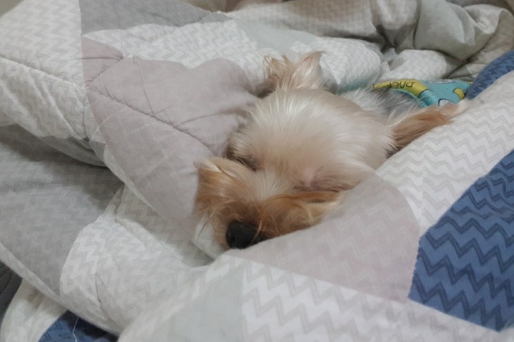  잠잘 땐 천사