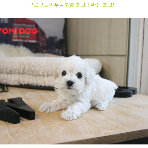  구로구토이푸들분양 최고 ! 견완전 최고!