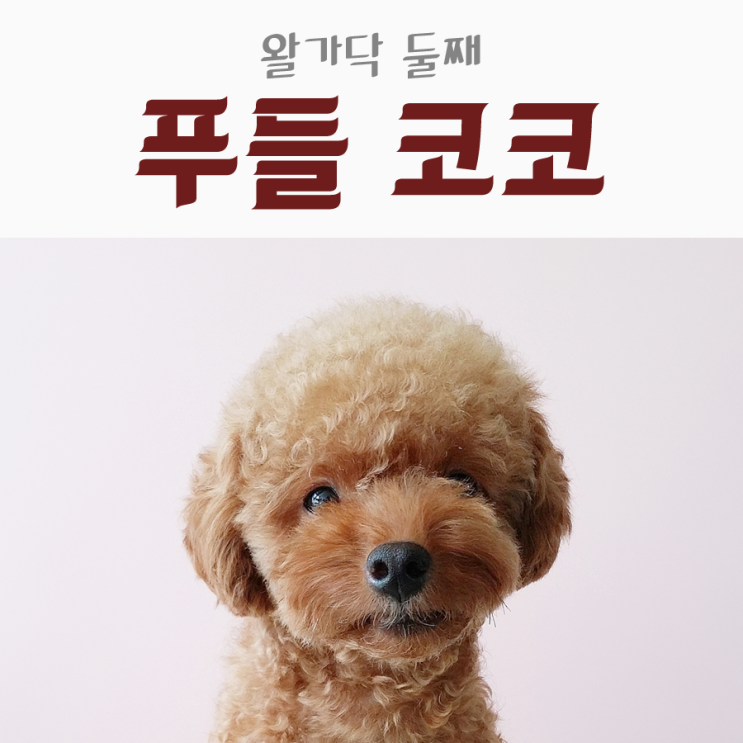  왈가닥 둘째, 갈색 푸들 코코