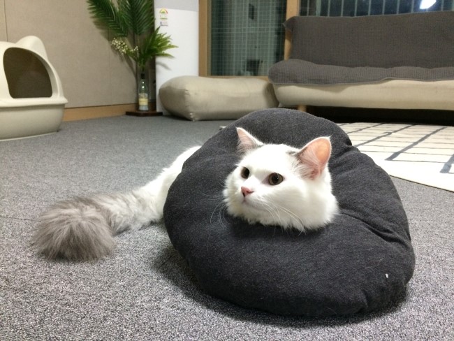 [고양이 중성화][중성화비용]중성화 주의할 점! 관리하기 팁! - 우리 쿤이 중성화 했어요!