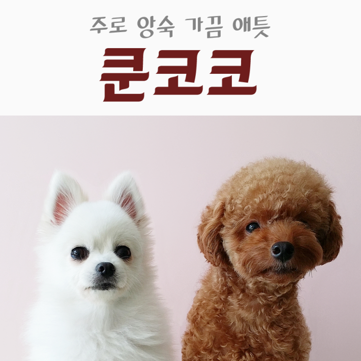  주로 앙숙 가끔 애틋 # 쿤코코