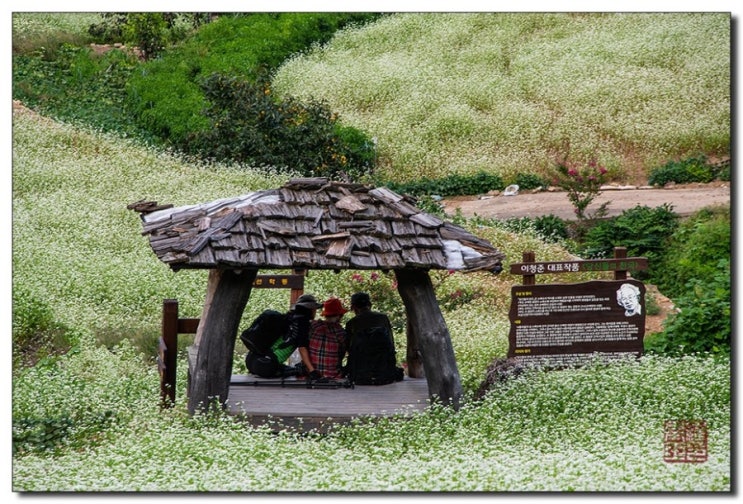  장흥 선학동 메밀꽃