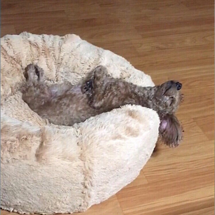  [강아지방석] 아페토 마약방석 애견방석 쿠션 침대로 추천! 떡실신
