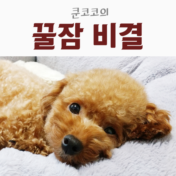  매일매일 꿀잠 자는 비결