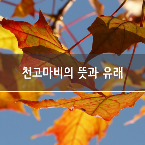  '천고마비'의 뜻과 유래를 알고 계신가요?
