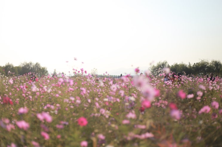  [부산 사상] 코스모스 보러 '삼락생태공원'으로 떠나요!(삼락공원 주차 팁, 코스모스 밭 위치 안내)