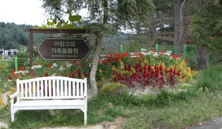  아이와 함께 가볼만한 곳 : 가평 '아침고요 가족동물원'