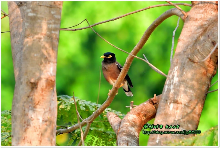  Common Myna(구관조. # 51). 태국 새