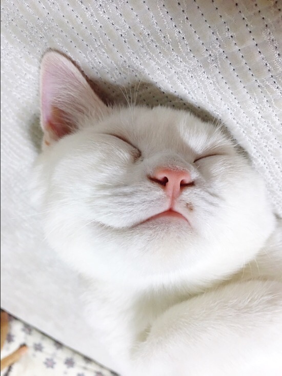  고양이 곤충 사냥 / 사마귀와 세기의 대결