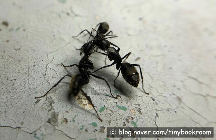 일본왕개미 Camponotus japonicus