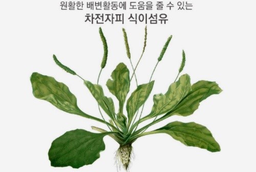 차전자피 복용시 유의사항 및 부작용 차전자피 복용시 유의사항 및 부작용