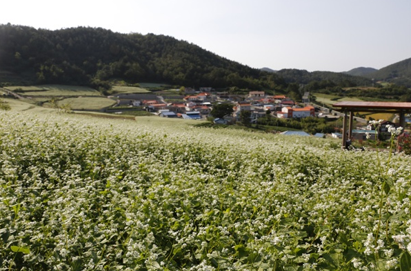  영화 '천년학' 촬영지 ~ 메밀꽃 활짝 핀 전남 장흥 선학동마을