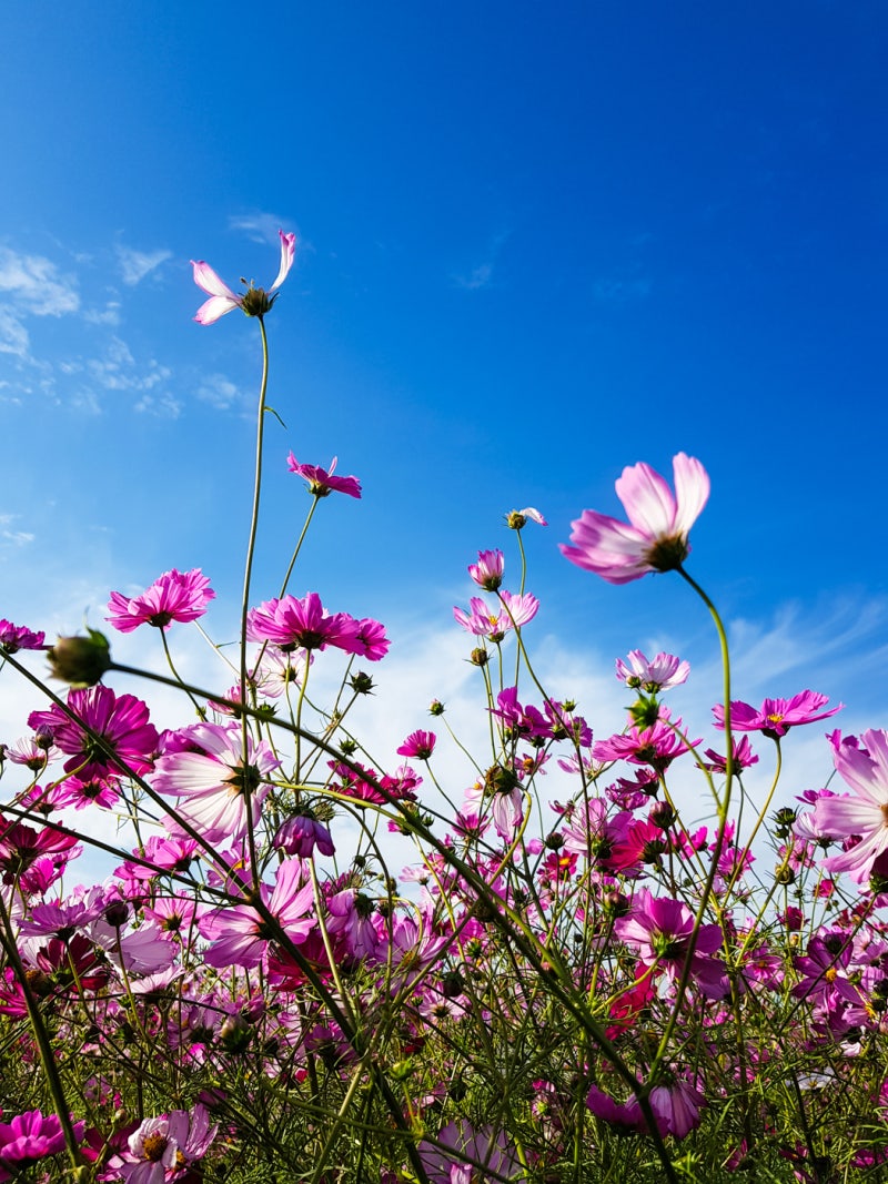 계양꽃마루 :: 코스모스도 멋지지만 핑크뮬리가 더 멋짐 : 네이버 블로그, image size:800x1067
