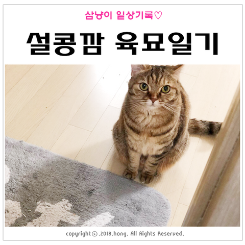고양이가 화장실 앞에서 우는 이유 :: 설콩깜 육묘일기 : 네이버 블로그