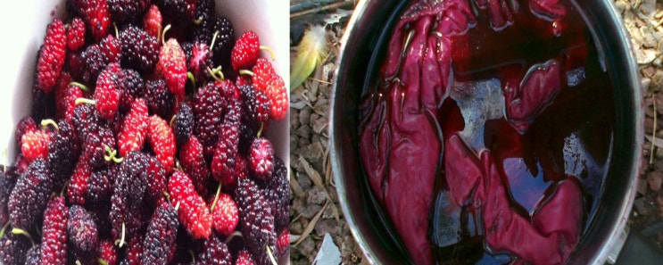 96 뽕나무 열매(Mulberry)를 활용한 천연염색
