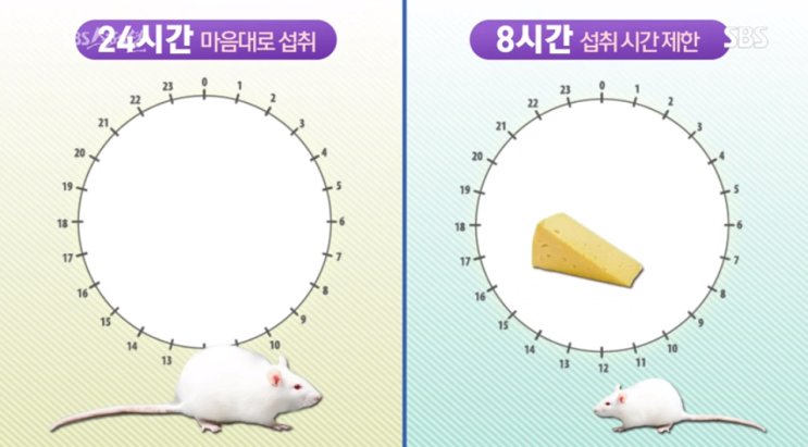  간헐적단식 방법 & 효과 깔끔하게 정리 (feat. SBS 끼니의반란)