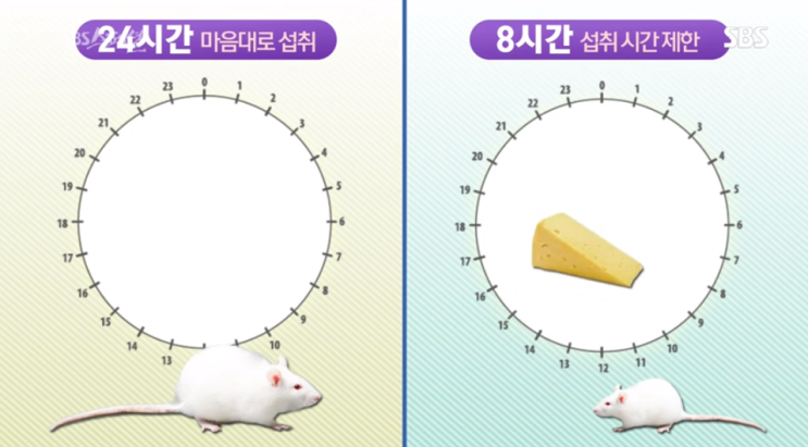 간헐적단식 방법 & 효과 깔끔하게 정리 (feat. SBS 끼니의반란)