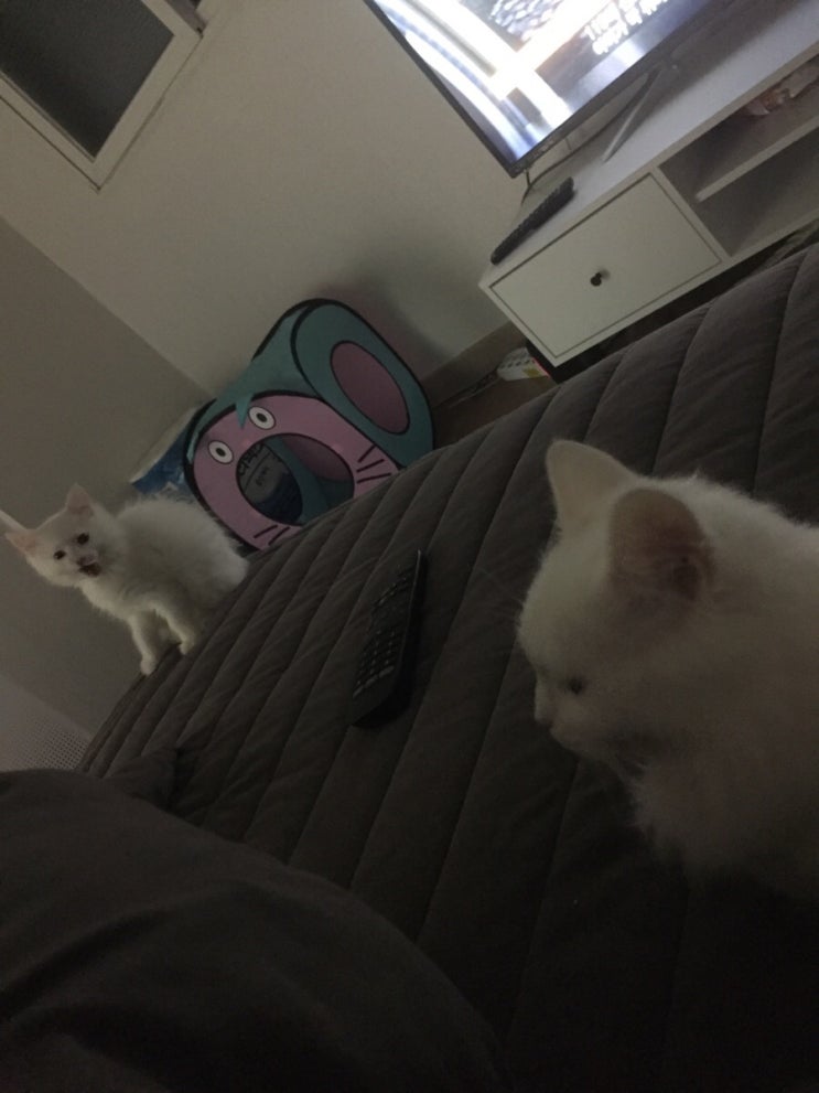  새끼고양이 합사(둘째동생 서열싸움!?)
