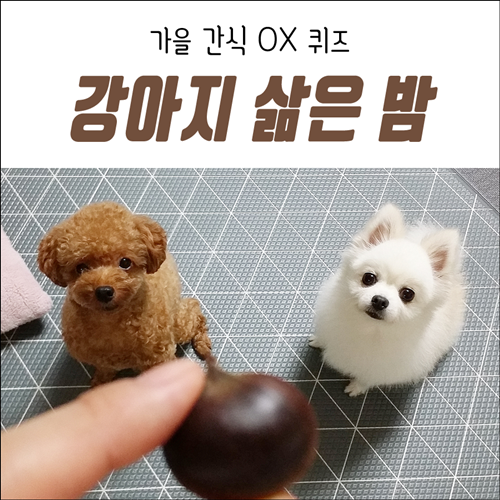  강아지 밤 먹어도 되나요? 가을 간식 퀴즈